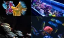 Süs Balıkları: Ev Akvaryumlarının Renkli Mucizeleri