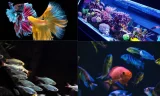 Süs Balıkları: Ev Akvaryumlarının Renkli Mucizeleri