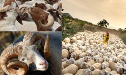 Kurban Bağışları ile Paylaşmanın Gerçek Anlamı