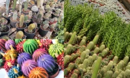 Kaktüs Serası: Dayanıklı Bitkiler İçin İdeal Yetiştirme Ortamı