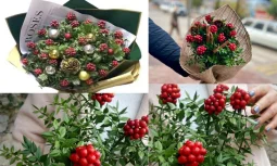 Kokina Ağacının Doğal Özellikleri ve Yayılımı