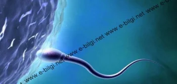 Bebeğim Olmuyor Diyenlere Tüp Bebek Tedavisi 