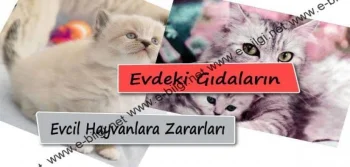 Evdeki Gıdalar Evcil Hayvanlara Zarar Veriyor