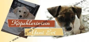 Köpeklerinizin Yeni Evi