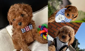 Poodle Köpek Fiyatları Neye Göre Belirlenir?