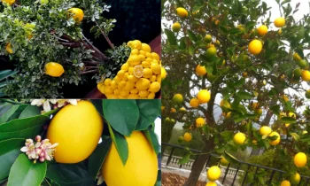 Limon Ağacı Bakımı İçin Doğru Ortam Seçimi