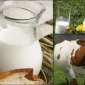 Günlük Doğal Süt Kaç Günde Bozulur