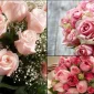 Flowers Come Quickly to Your Loved Ones and Gifts