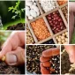 What is Native Seed?