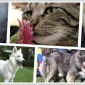 Köpek Tasması Çeşitleri 