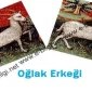 Oğlak Burcu Erkeği