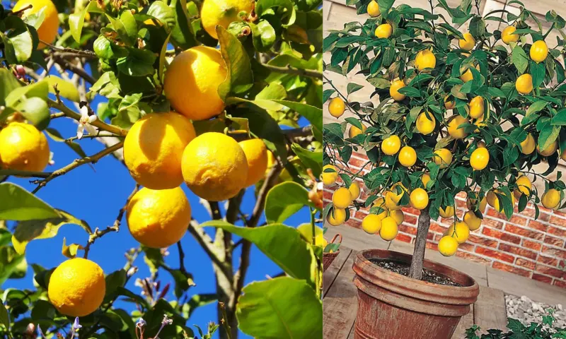 limon-2-li-1